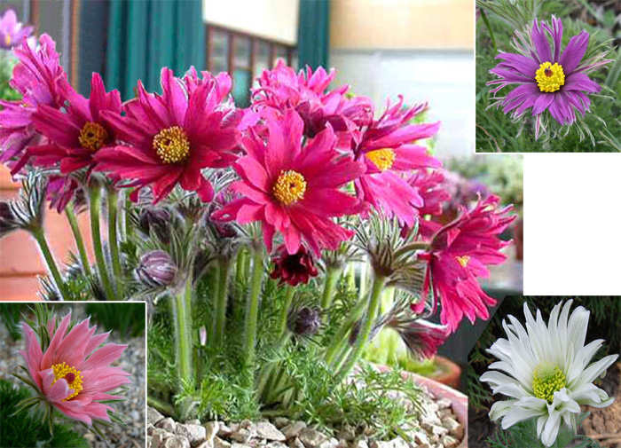 Pulsatilla Vulgaris Papageno-пулсатила гъста, пролетна съсънка, котенце  (1075)